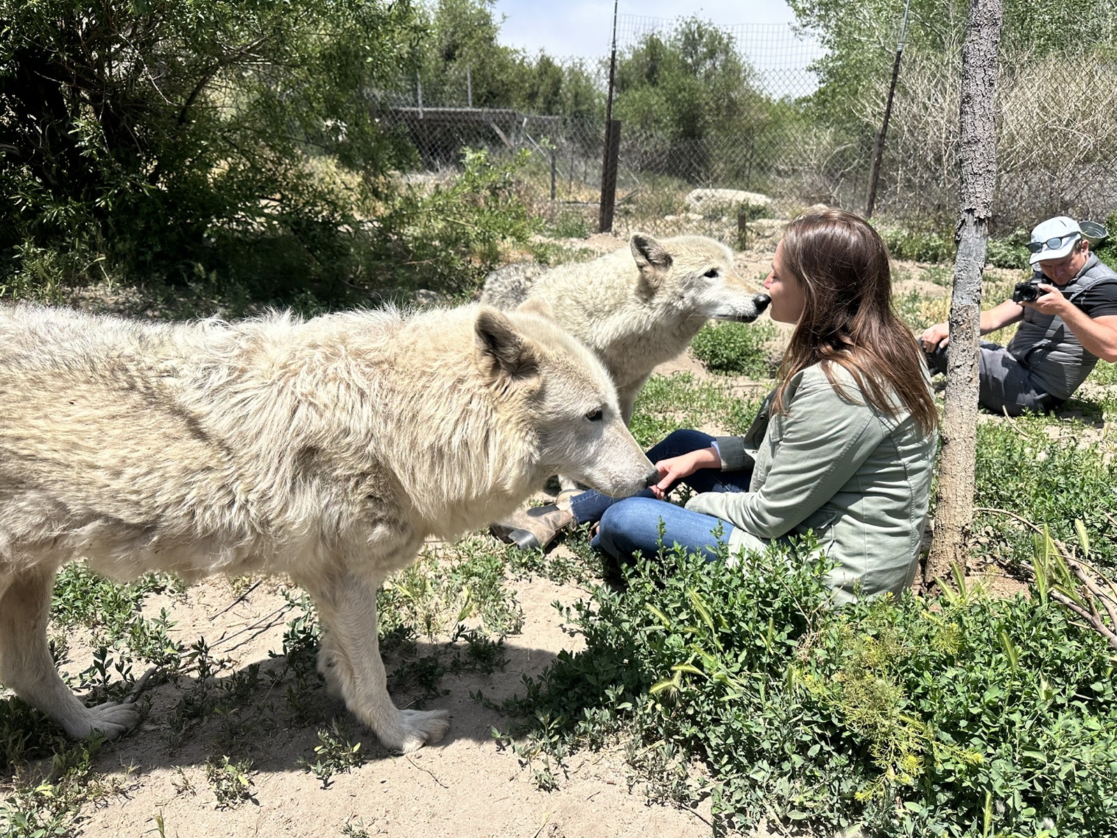 Ashley Avis meeting wolves at Wolf Connection