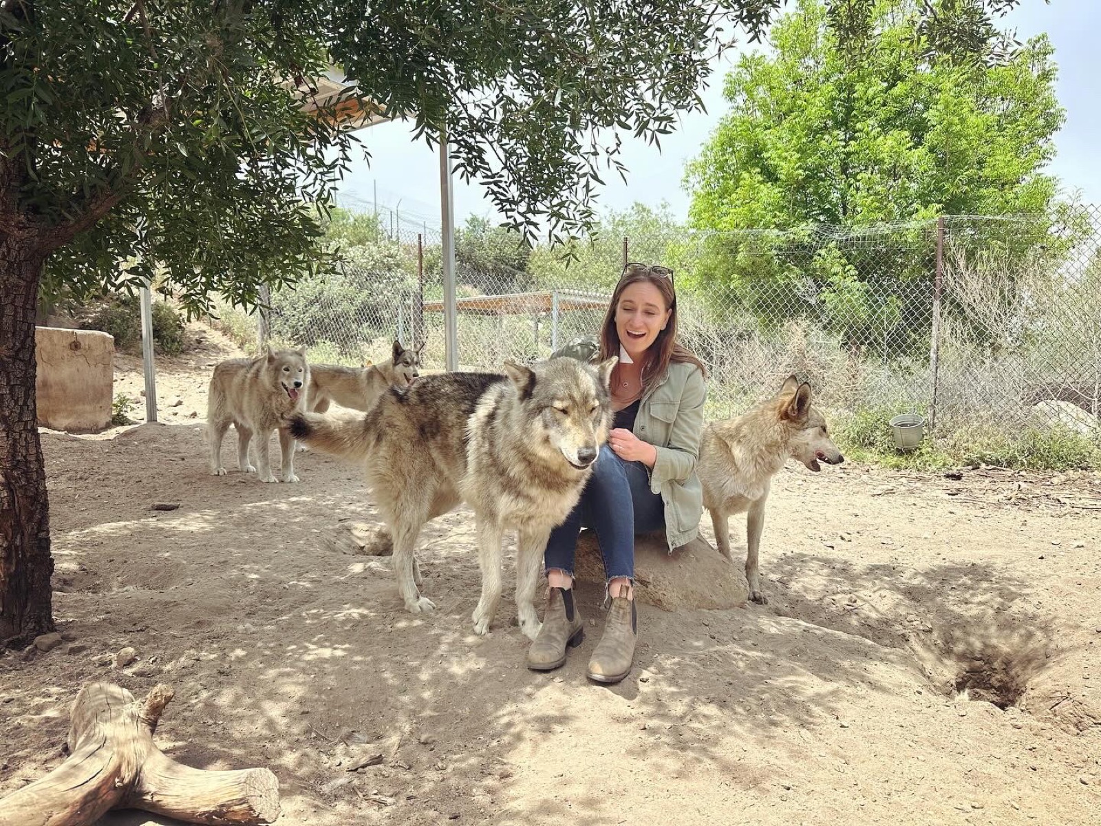 Ashley Avis among wolves at Wolf Connection